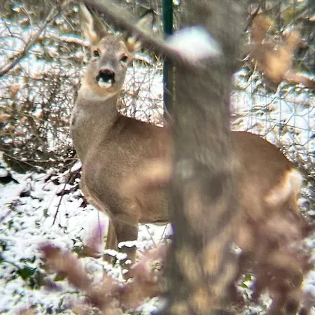 Dimora Del Capriolo * San Donato Val di Comino