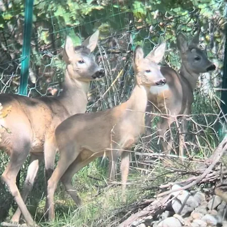 Holiday home Dimora Del Capriolo San Donato Val di Comino