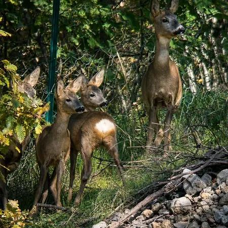 Dimora Del Capriolo Casa de férias *